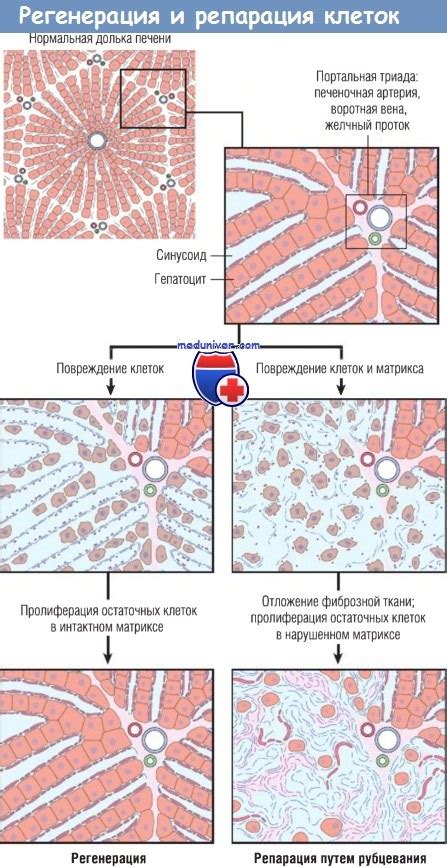 Регенерация клеток и тканей