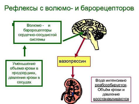 Регулирование осмотического давления