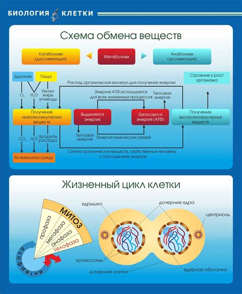 Регулировка обмена веществ