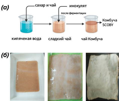 Регулярная очистка чайного гриба