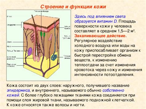 Регулярное кожу-к-коже время