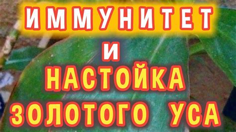 Регулярное поливание и удобрение золотого уса