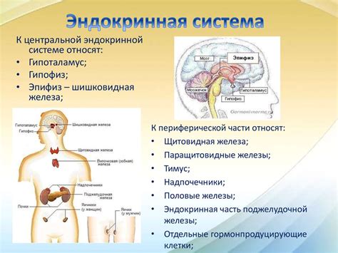 Регулярный самоконтроль эндокринной системы у женщин