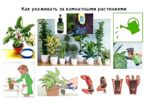 Регулярный уход за комнатными растениями для профилактики тли