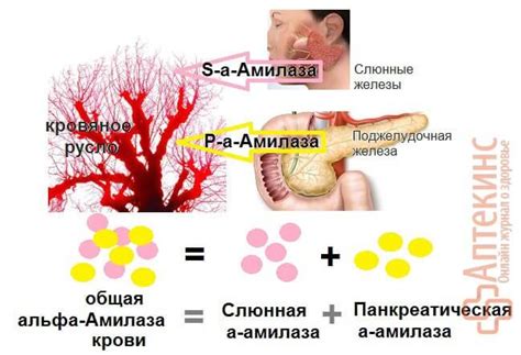 Регуляция амилазы