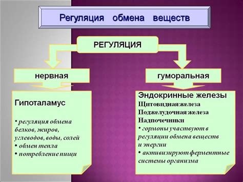 Регуляция веса и обмена веществ