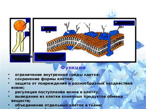 Регуляция внутренней среды клетки