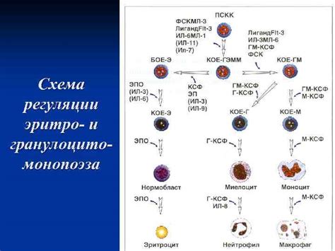 Регуляция гемопоэза