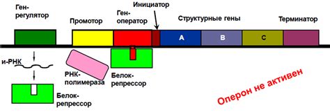 Регуляция генной активности