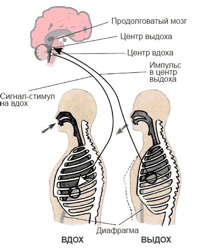 Регуляция дыхательного процесса