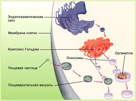 Регуляция и модификация молекул в аппарате Гольджи