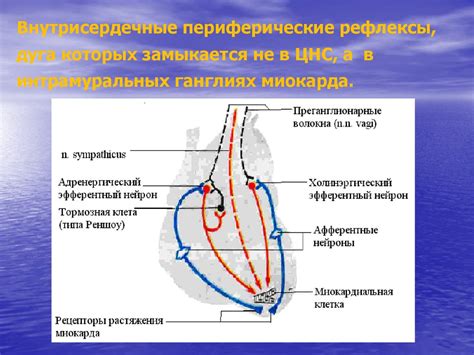 Регуляция кровообращения