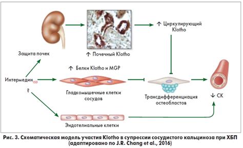 Регуляция нормального уровня кальция в крови