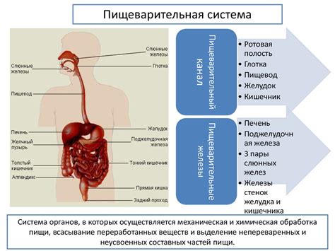 Регуляция работы пищеварительной системы и улучшение аппетита