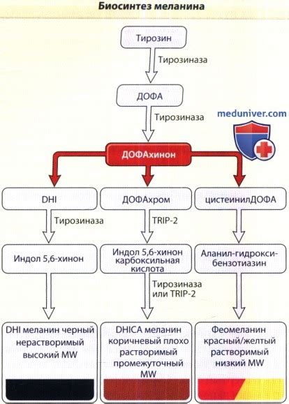 Регуляция синтеза меланина при помощи препаратов