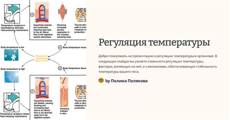 Регуляция температуры гипоталамусом