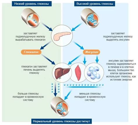 Регуляция уровня глюкозы в крови при помощи кортизола