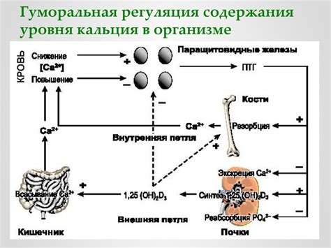 Регуляция уровня кальция