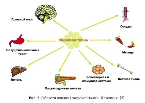 Регуляция уровня лептина в организме