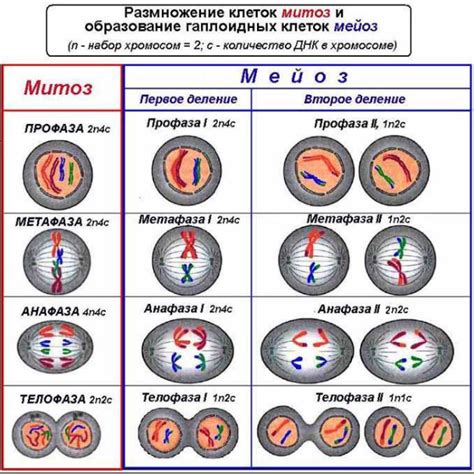 Редукционное деление мейоза