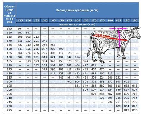 Результаты измерений веса быка и их интерпретация