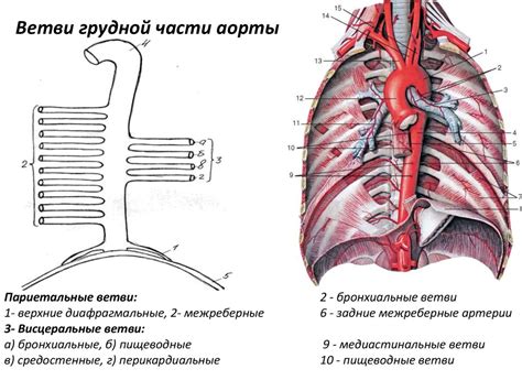 Результаты проверки грудной аорты: интерпретация данных и возможные рекомендации: