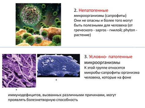 Результат "патогенные микроорганизмы не обнаружены": цена и достоверность