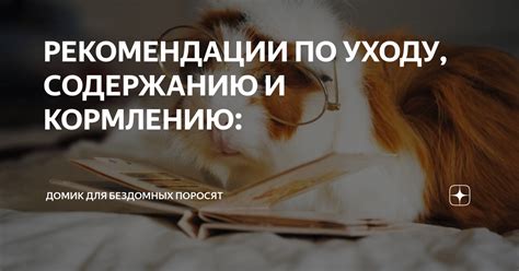 Рекомендации по содержанию и кормлению ежей