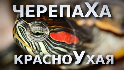 Рекомендации по уходу за черепахой с появившимся черным что-то в хвосте