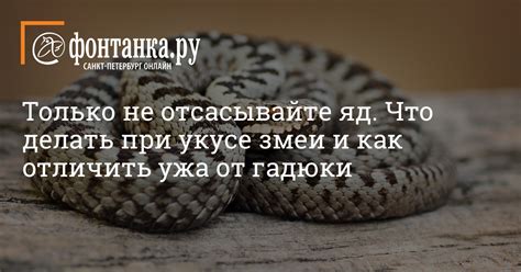 Рекомендации по хранению и использованию остатков змеи ужа