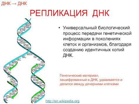 Репликация - процесс передачи генетической информации