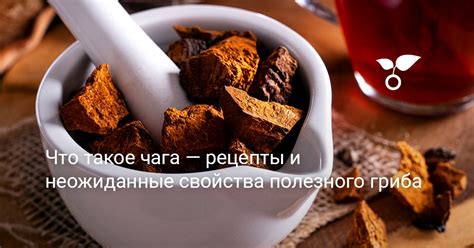 Рецепты приготовления гриба чага