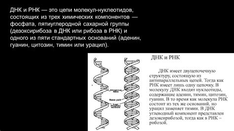 Рибоза в молекуле РНК