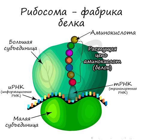 Рибосомы - масштабная фабрика