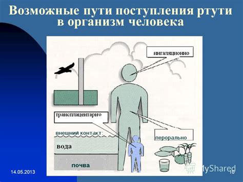 Риски ртути для здоровья человека: передача через пищу и воздух