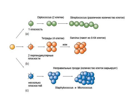 Риск размножения микроорганизмов