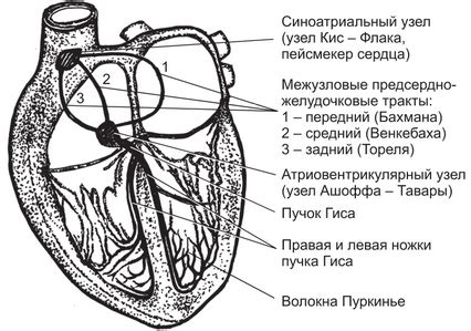 Рисование верхней части сердца