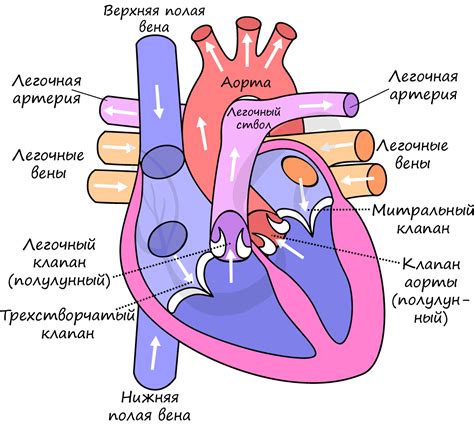 Рисование нижней части сердца