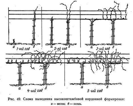 Рисование основных форм куста