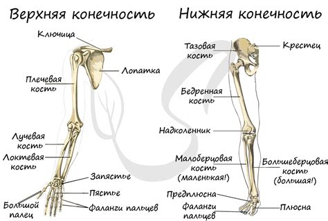 Рисование тела и конечностей