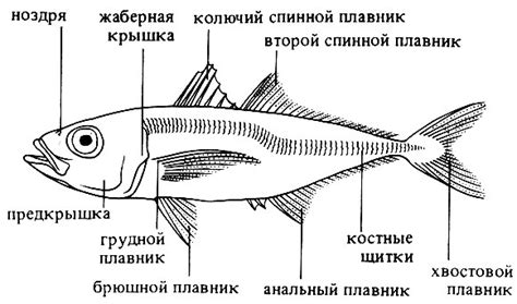 Рисование тела рыбы