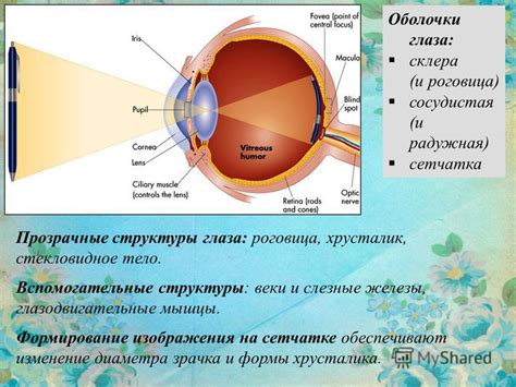 Роговица и хрусталик: роль в преломлении света