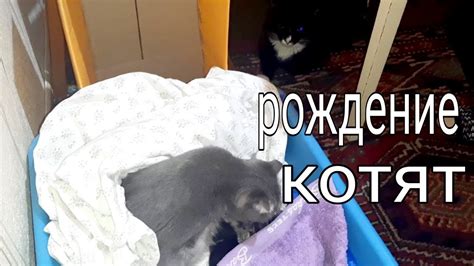 Рождение котят в снах