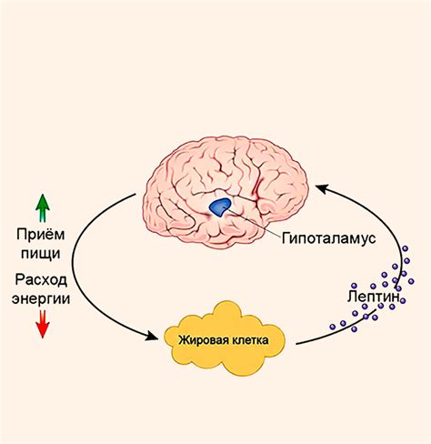 Ролевая игра гормонов в восстановлении чувствительности к лептину