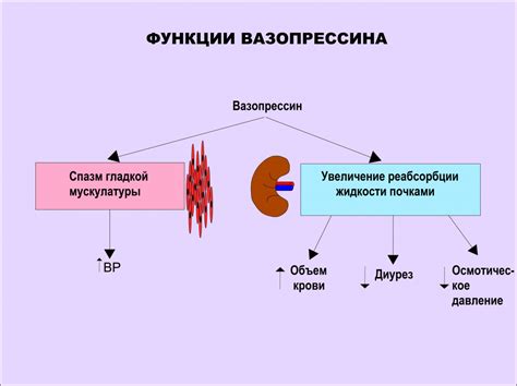 Ролевая функция паратиреоидного гормона