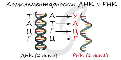 Роли атф, днк и рнк в биологических процессах