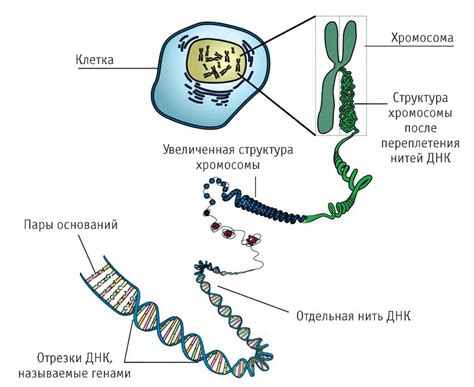 Роль ДНК и РНК в наследственности