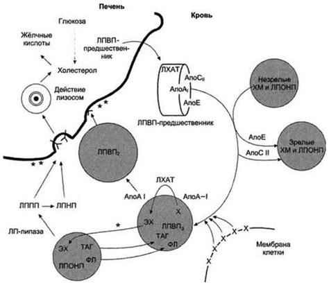 Роль ЛПВП и ЛПНП в организме