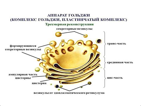 Роль аппарата Гольджи в клеточной дифференциации