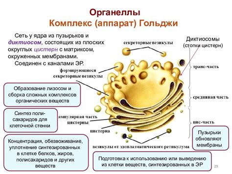 Роль аппарата Гольджи в секреции